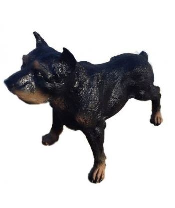 ROTTWEILER STOJĄCY - ŚREDNI