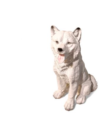 ŚREDNI SIEDZĄCY PIES - SAMOJAD