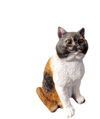 ŚREDNI SIEDZĄCY KOT...