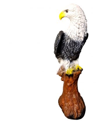 ORZEŁ SOKÓŁ - XL NA PNIU...