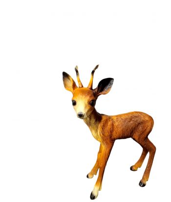 MAŁY JELEŃ / JELONEK...