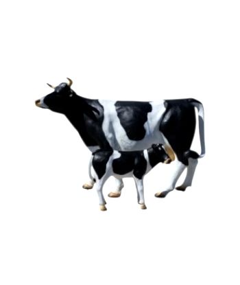 KROWA NATURALNYCH ROZMIARÓW...