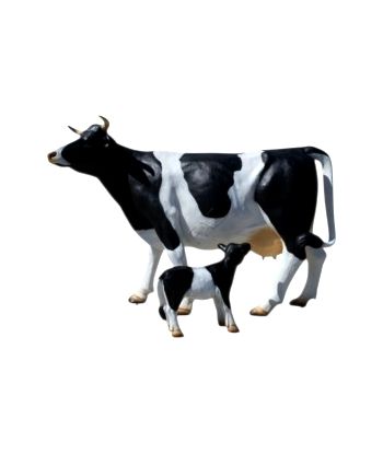 KROWA NATURALNYCH ROZMIARÓW...