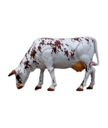 KROWA PASĄCA SIĘ -...