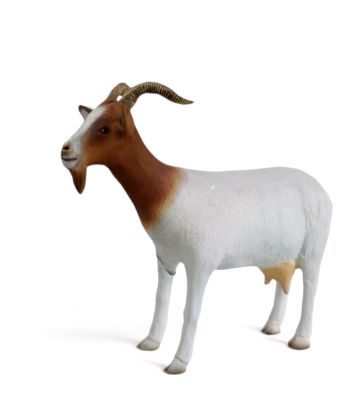 KOZA / KÓZKA MODEL VIc